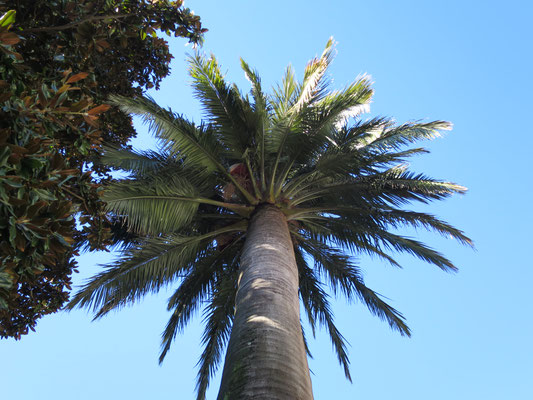 Jubaea chilensis (Chilenische Honigpalme) im Tessin