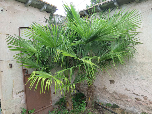 Trachycarpus fortunei