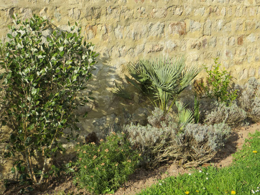 Chamaerops humilis var. cerifera, Blaue Zwergpalme