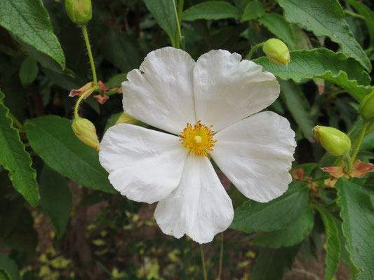 Cistus x aguilarii