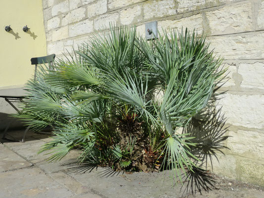 Chamaerops humilis var. argentea (Blaue Europäische Zwergpalme)