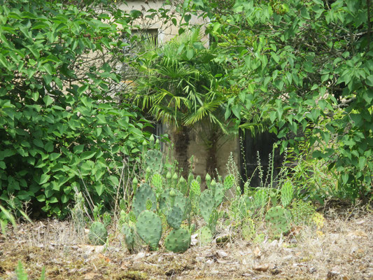 Opuntia humifusa, Trachycarpus fortunei