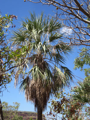 Livistona victoriae (Victoria River-Fächerpalme)