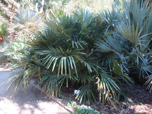 Rhapidophyllum hystrix