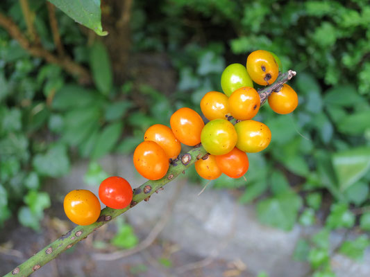 Fruchtstand von Chamaedorea radicalis