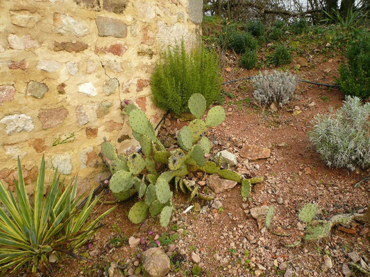 Yucca gloriosa variegata, Opuntia sp. (Meran), Rosmarin und Lavendel