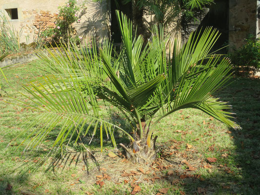 Jubaea chilensis (Chilenische Honigpalmen)