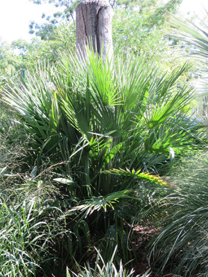 Chamaerops humilis var. humilis (Europäische Zwergpalme) im Botanischen Garten von Lyon