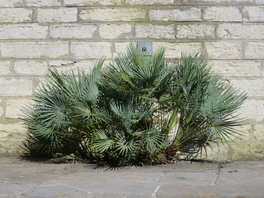 Chamaerops humilis var. cerifera im September 2016