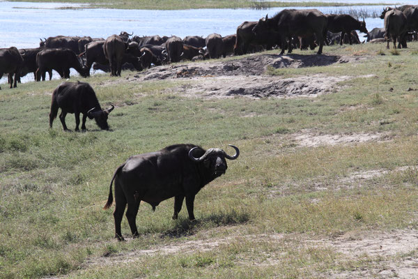 Mehrere Wildarten, darunter Elefanten, Büffel, Zebras und Gnus, bewegen sich saisonal. Sie bleiben während der Trockenzeit am Okavango und ziehen während der Regenzeit landeinwärts. 