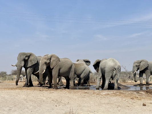 Chobe ist Heimat der größten Elefantenpopulation Afrikas und ist Teil der Wanderrouten, die sich zwischen Chobe im Norden in die Regionen Savuti und Moremi sowie das Okavango-Delta bewegt.