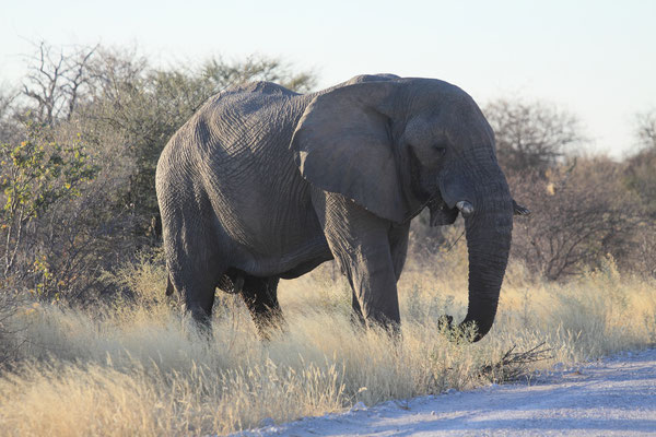 Der Etosha Nationalpark beheimatet vier der Big5. Elefanten und Löwen sind weit verbreitet und sind auch im Straßenbild häufig anzutreffen.