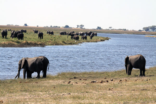 Der berühmte Chobe-Fluss an der Nordgrenze Botswanas gibt dem Chobe-Nationalpark seinen Namen. Der Fluss spielt eine sehr wichtige Rolle bei der Wanderung von Wildtieren zwischen dem Wasser des Okavango-Deltas und den Weideflächen von Moremi.