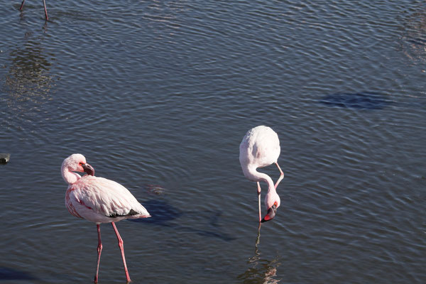 Dort kann man sich bei der Tierbeobachtung von Flamingos, Pelikanen und Robben viel Zeit lassen. Die Halbinsel ist auch Überwinterungsplatz von tausenden Zugvögeln.