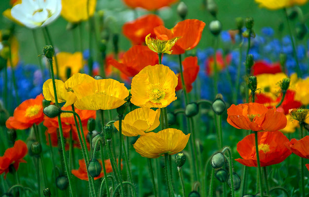 Blumenwiese im Park