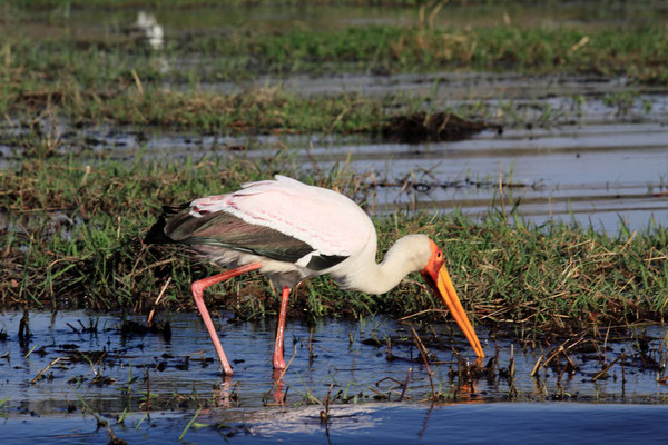 Die rotgesichtigen Storchenvögel sind häufig in den Uferbereichen anzutreffen.