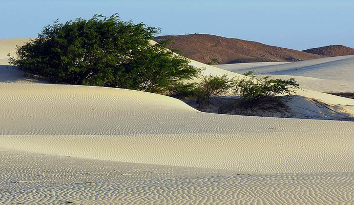 Vor dem Hintergrund einer Bergkette wellen sich weiße Dünenfelder - Wüstenfeeling pur