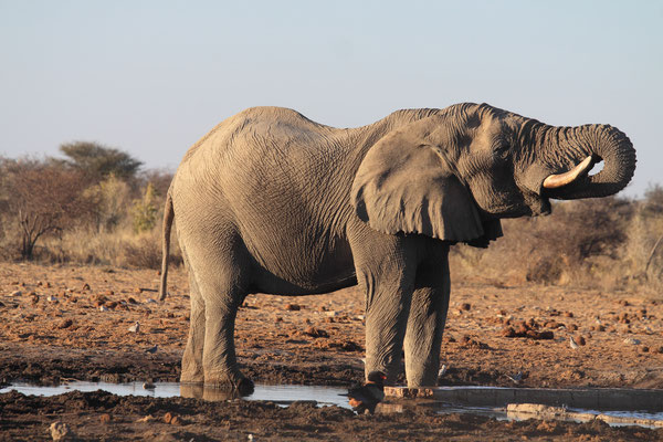Ein besonderes Highlight sind die Elefanten. Sie kommen im Park sehr zahlreich vor und können oft an den Wasserlöchern beim Trinken beobachtet werden.