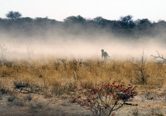 Ein tolles Foto gelang während seiner kurzen Jagd auf eine Antilopenherde.