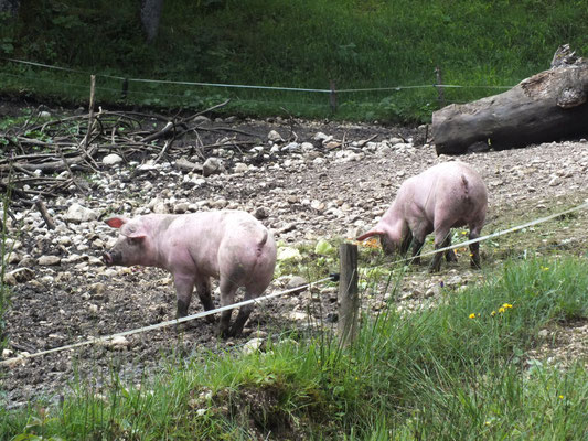 Schweinehaltung im Wald