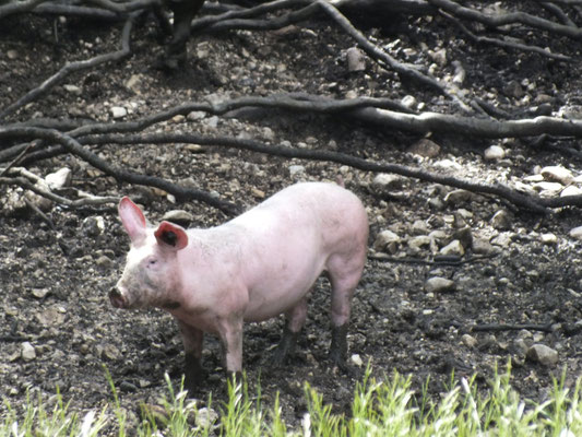 Schweinehaltung im Wald