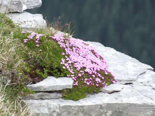 Gipfelansichten (Soiernspitze): Stengelloses Leimkraut