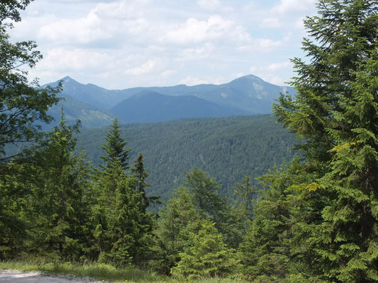 Ausblick vom Forstweg