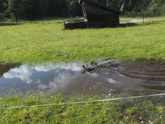 Ententeich auf der Kaiseralm