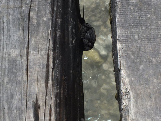 Brücke bei Vorderriß zum Paindlsteig; breite Öffnungen zwischen den Bohlen