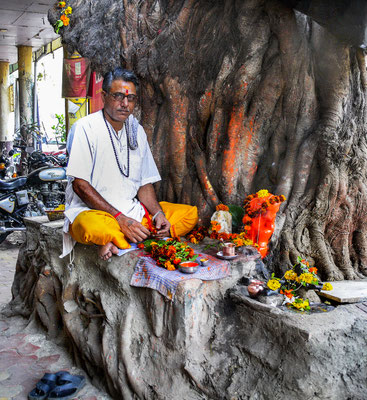 Mumbai  Gläubiger mit seinem heiligen Baum