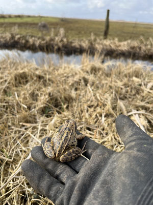 Moorfrosch ©A.Jannasch