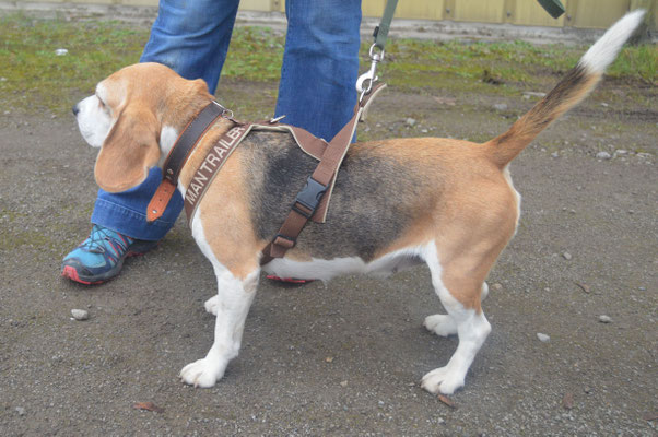 Aktuelles Nasenarbeit für Hunde, Nosey Dogs