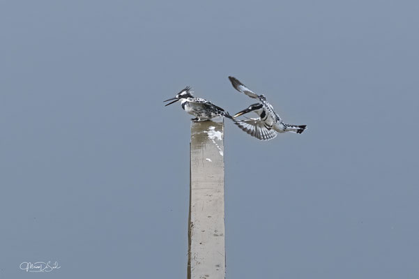 Bonte ijsvogel