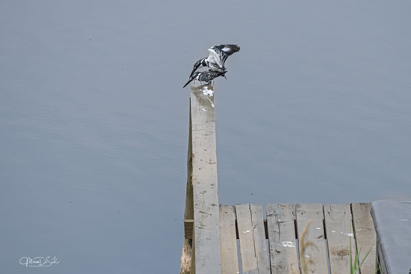 Bonte ijsvogel