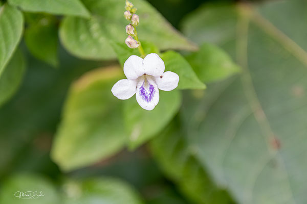 Valse pimpernel