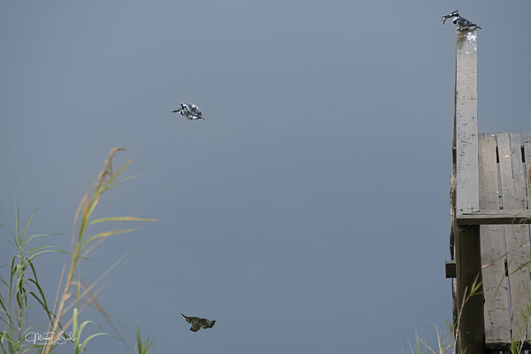 Bonte ijsvogel