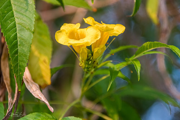 Struik allamanda