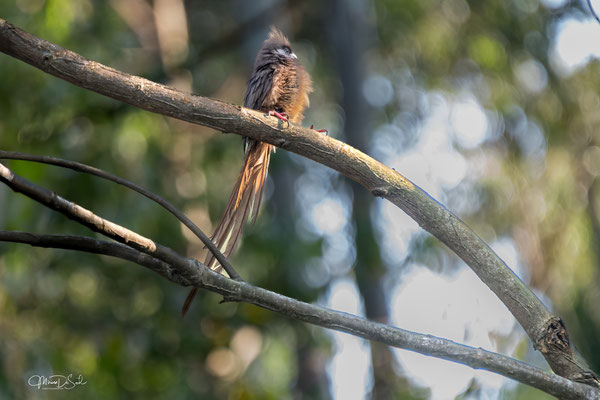 Bruine huisvogel