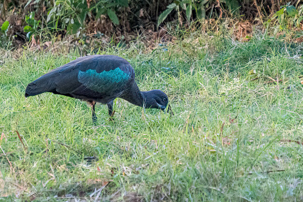 Groene ibis