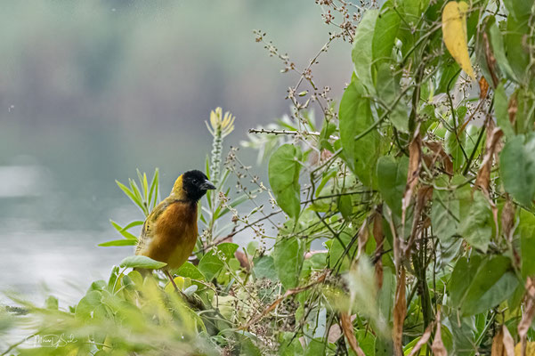 Zwartkopwevervogel