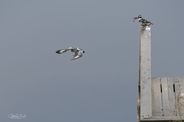 Bonte ijsvogel