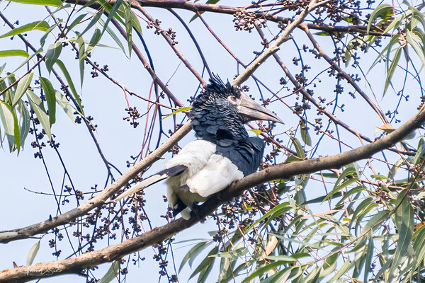 Zilveroor neushoornvogel