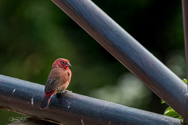 Vuurvink