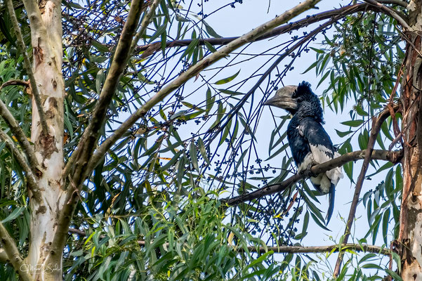 Zilveroor neushoornvogel