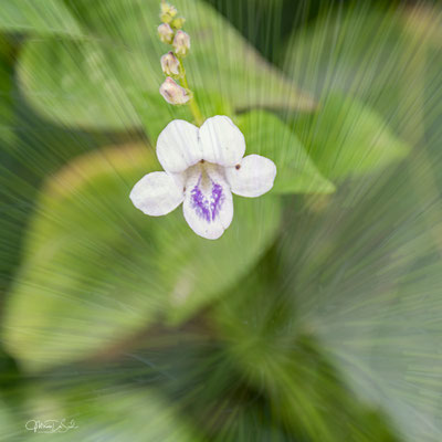 Valse pimpernel