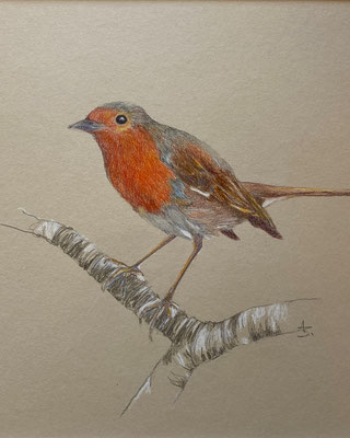 Rotkehlchen | 2025 | Farbstift / Tusche auf Papier | 30 x 30 cm