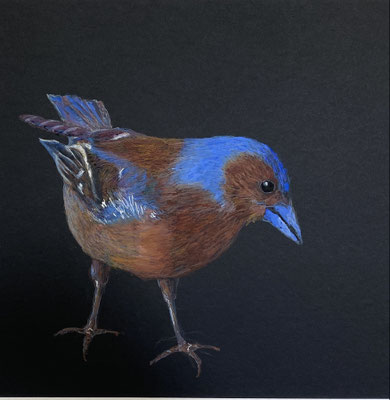 Eichelhäher | 2026 | Farbstift / Gouache auf Papier | 30 x 30 cm