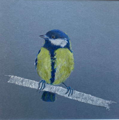 Kohlmeise | 2025 | Farbstift / Tusche auf Papier | 30 x 30 cm