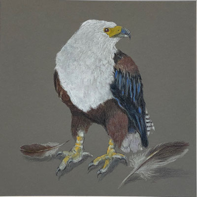 Adler | 2025 | Farbstift / Tusche / Gouache auf Papier | 30 x 30 cm