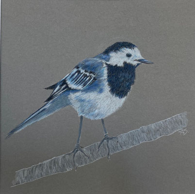 Bachstelze | 2025 | Farbstift / Tusche auf Papier | 30 x 30 cm